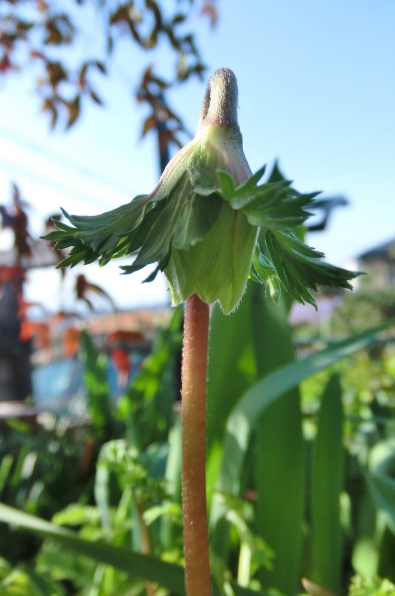 今朝の庭から・・・・