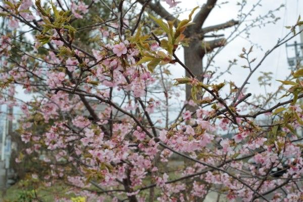 河津桜は