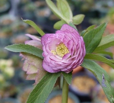 ２０１６クリロ花をアルバムに更新中！！