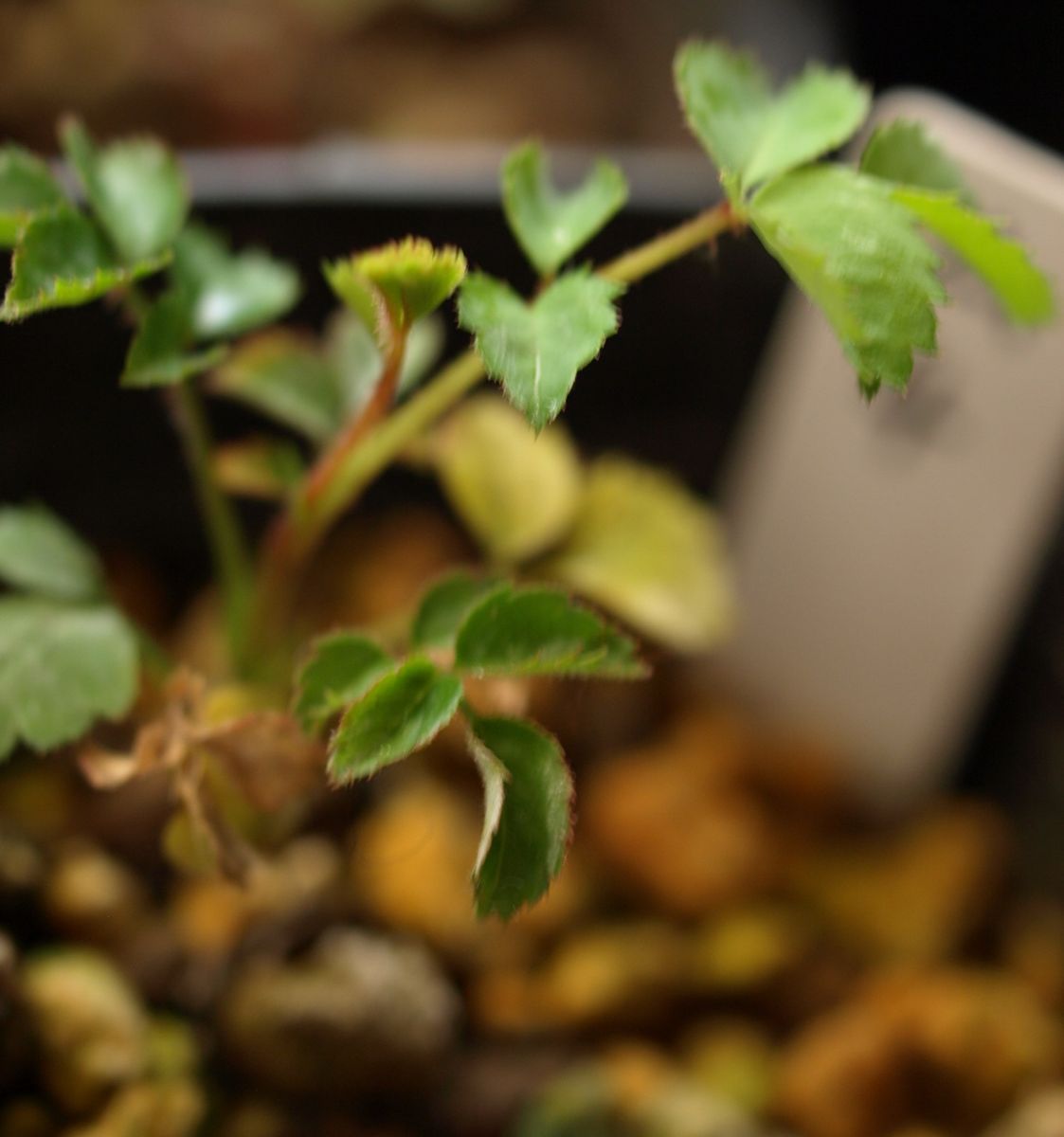 プリムラと種まき薔薇のチビ苗