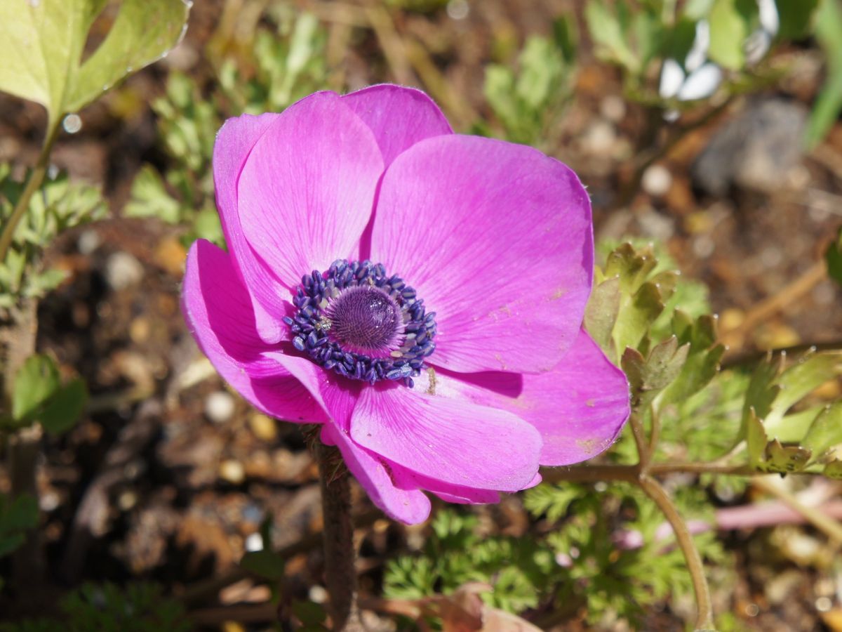 こんな花色