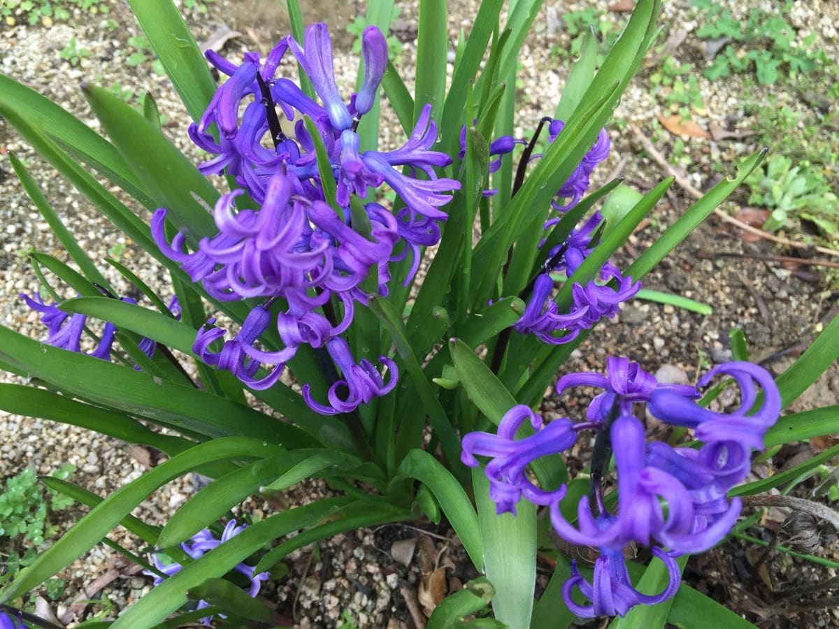 今日の花