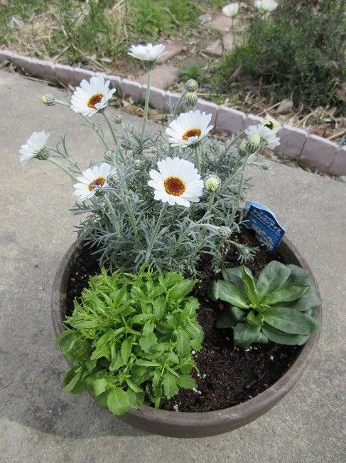 園芸作業は楽しい～特にお花苗の植え込み