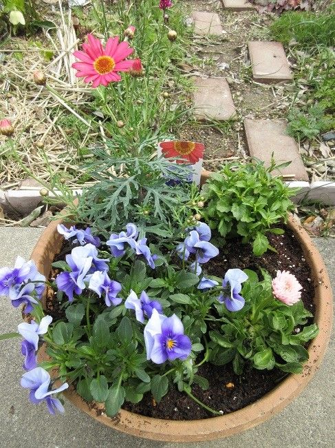 園芸作業は楽しい～特にお花苗の植え込み