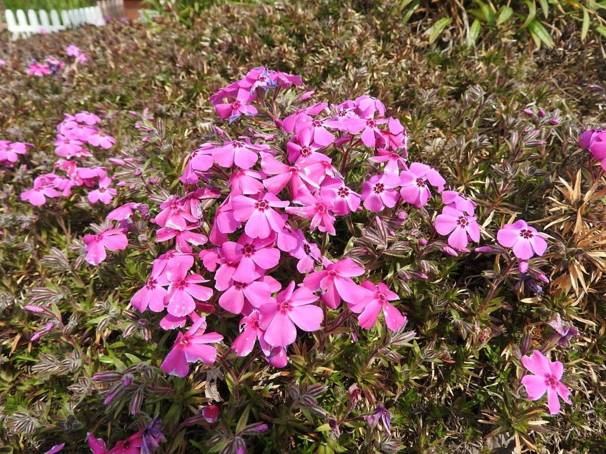 春の花、開花し始めました。