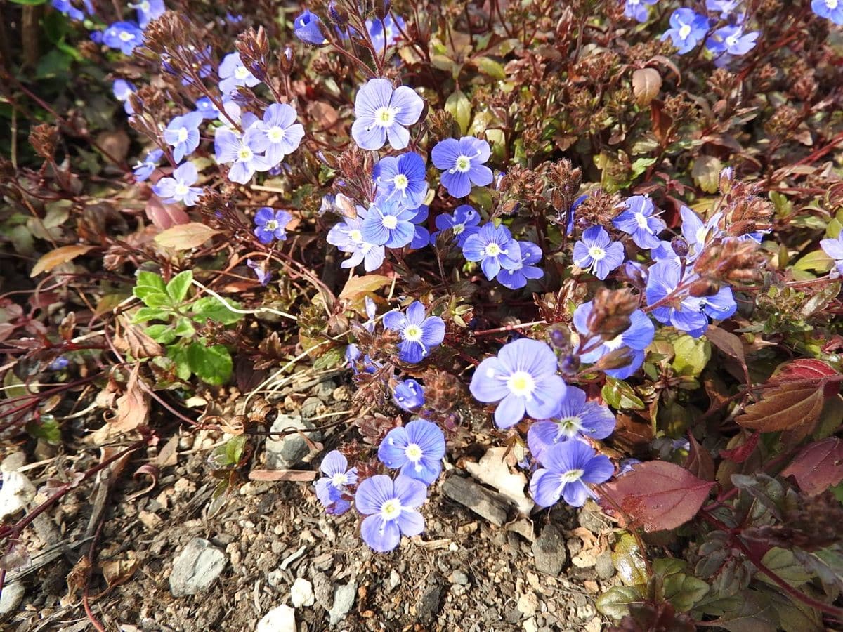 春の花、開花し始めました。