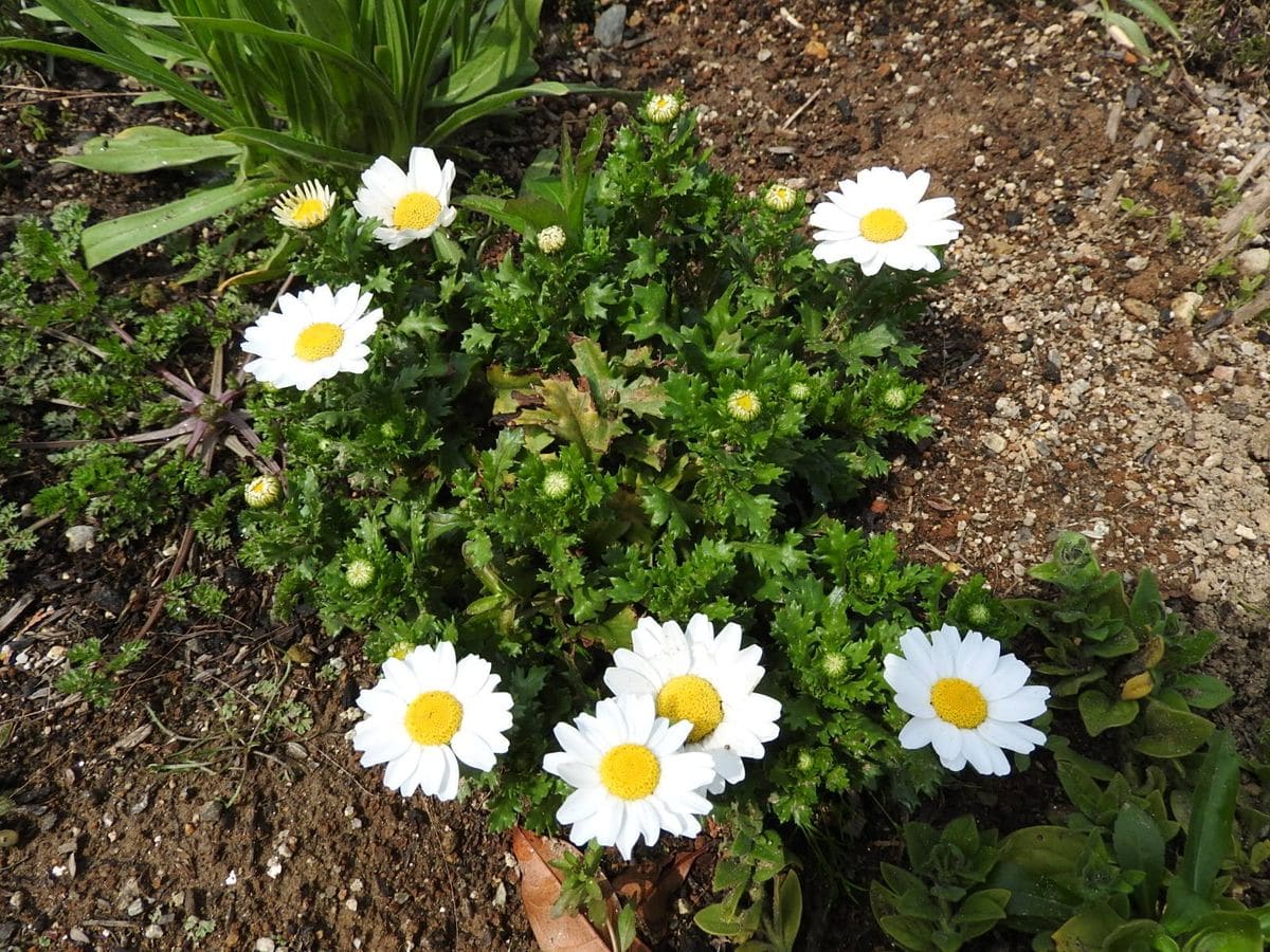 春の花、開花し始めました。