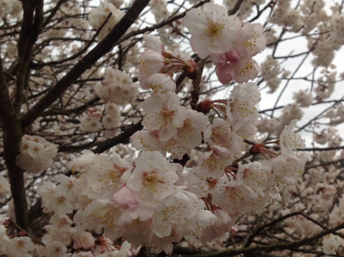 さくらんぼの花「暖地桜桃」満開‼️