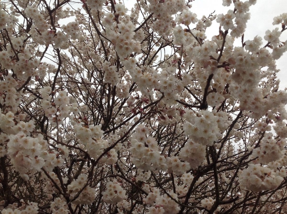 さくらんぼの花「暖地桜桃」満開‼️