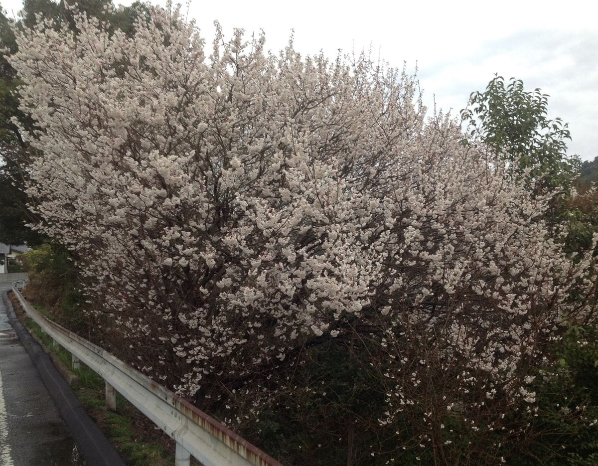 さくらんぼの花「暖地桜桃」満開‼️