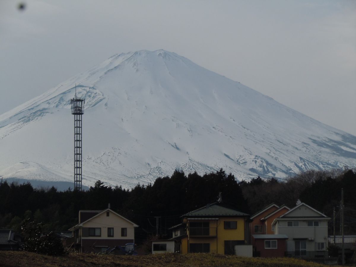 富士山のふもとの山野草店