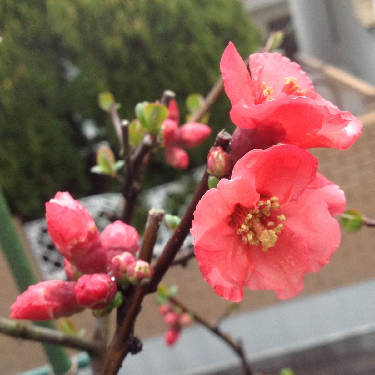 春を告げる花木と草花❗️