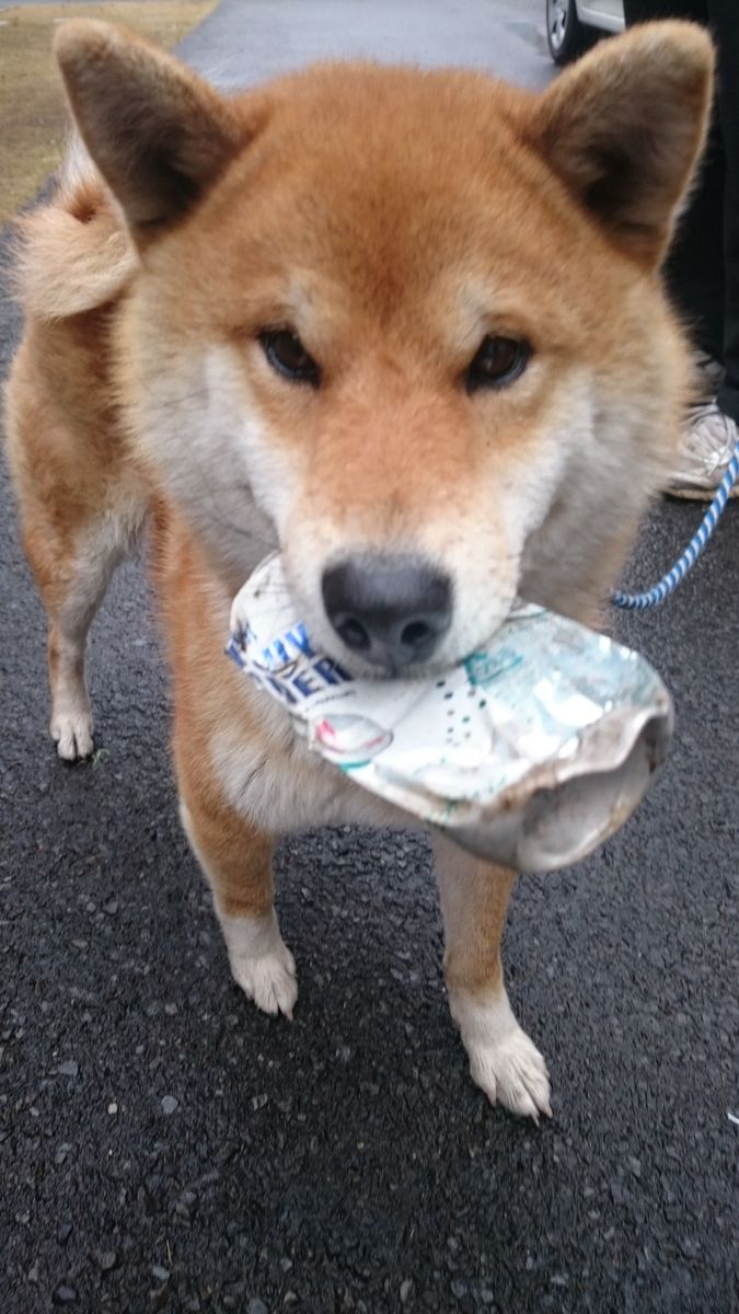 ギャザリング風寄せ植えとゴンちゃん