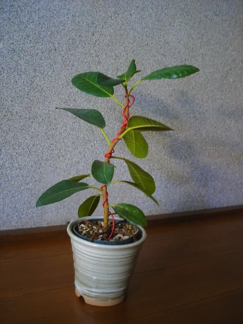 フランスゴムの木のその後と桜キリン