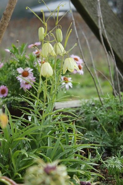 ３月の荒れ地ガーデン