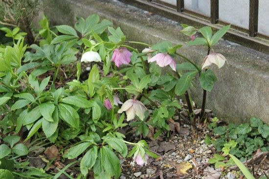 ３月の荒れ地ガーデン