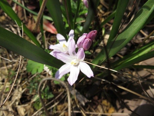 空は青く、桜はほころび、でも・・・