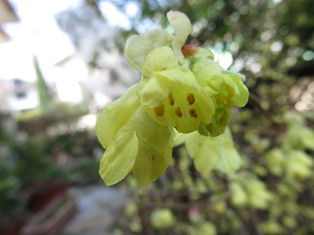 空は青く、桜はほころび、でも・・・