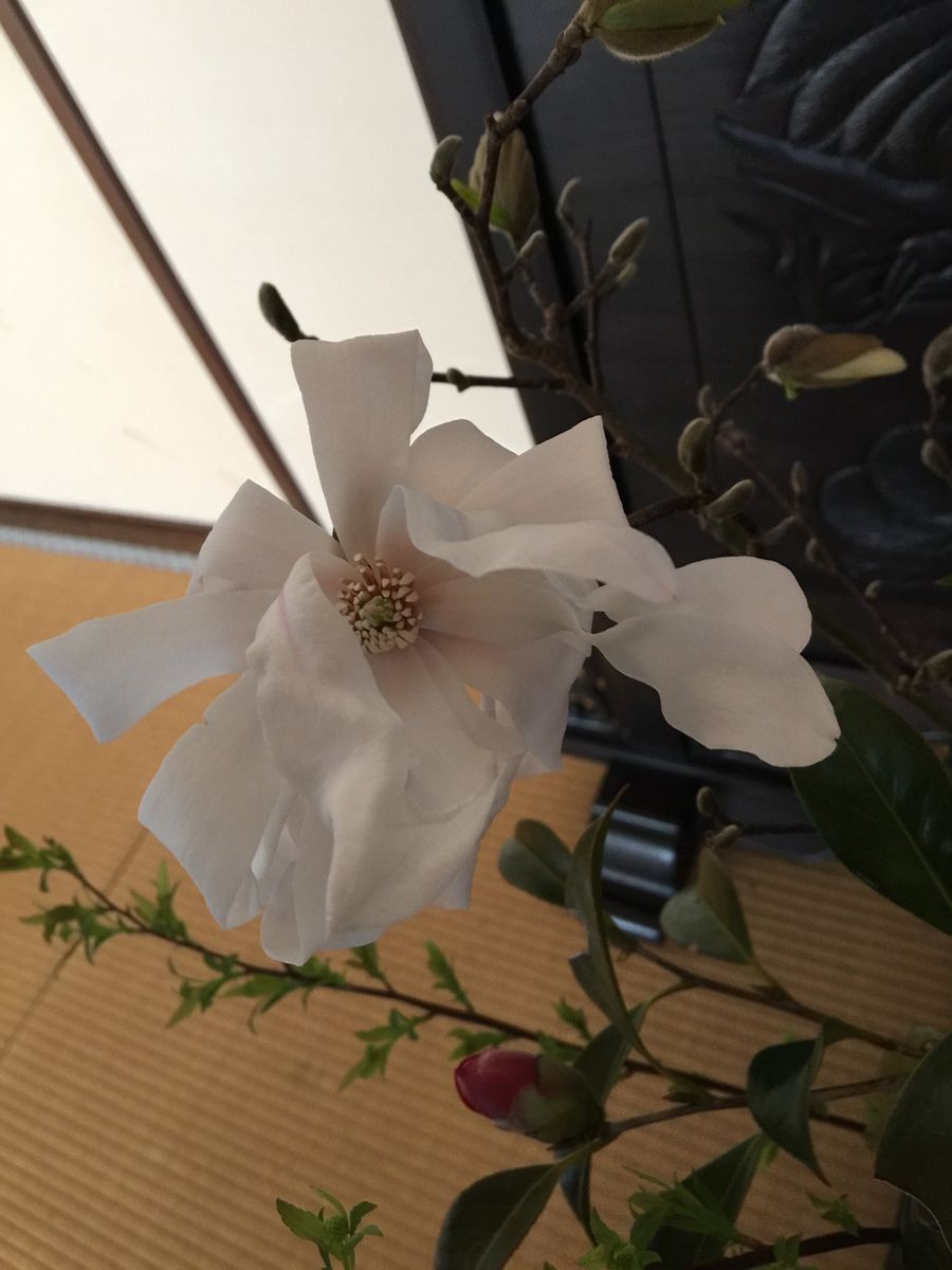 今日の花