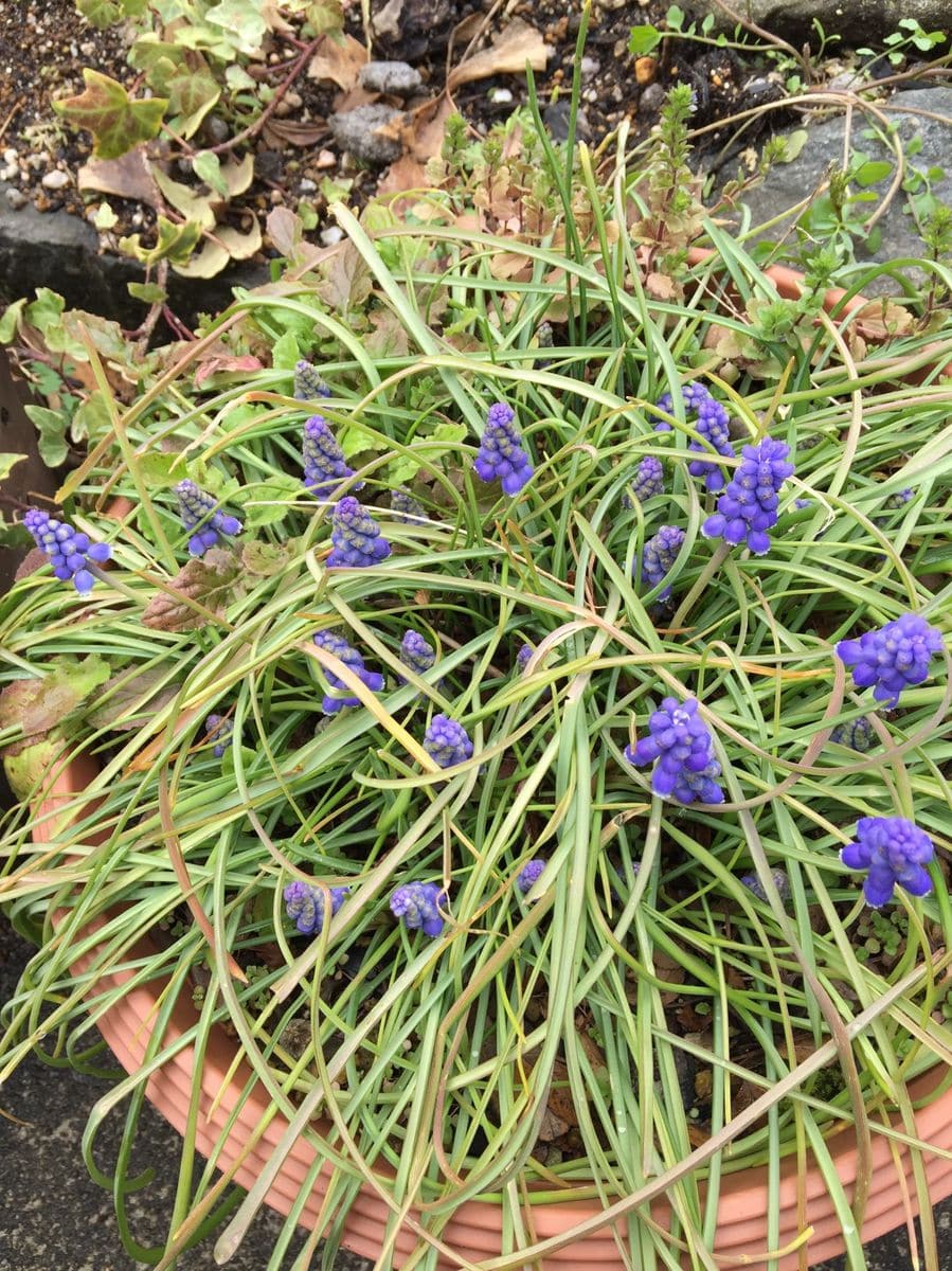 今日の花