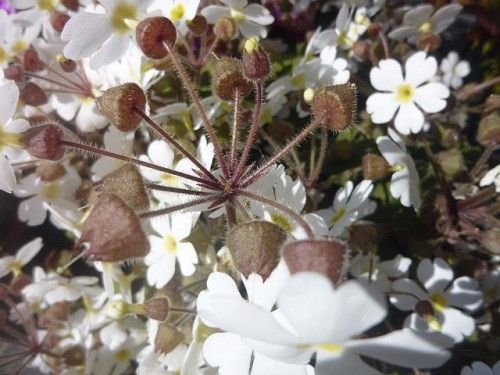 花は同じでも