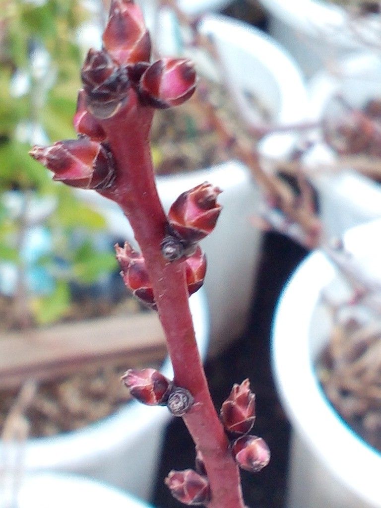 我が家の梅の木のお花は白かな、ピンクかな？