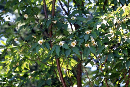 【植物図鑑】ヒメシャラなど7種類の植物情報追加