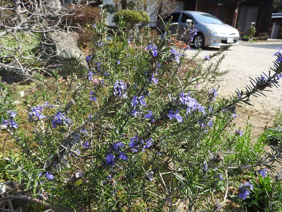 この花の名前は？ 義母の家にて