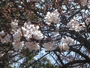 桜咲いてた！