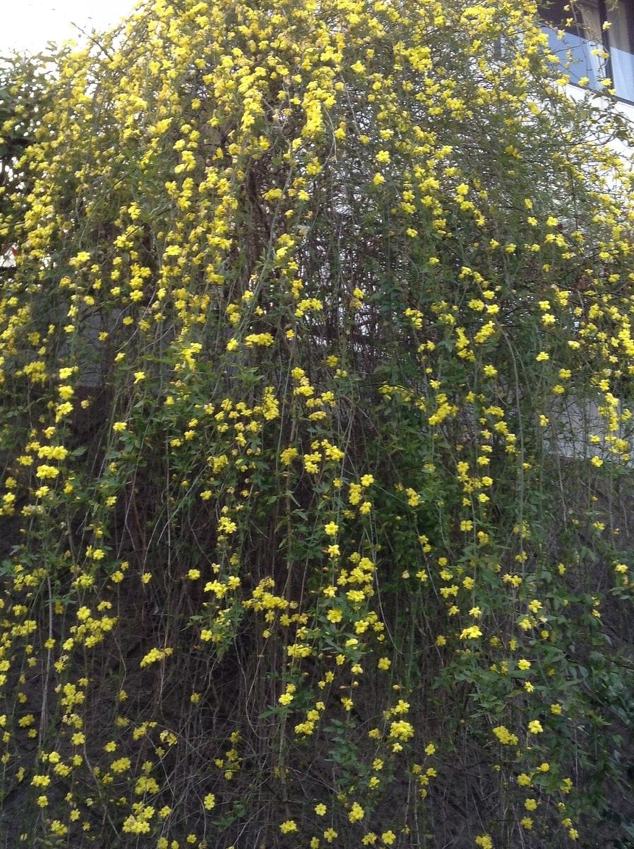 お散歩道は花いっぱい！！    黄色！！