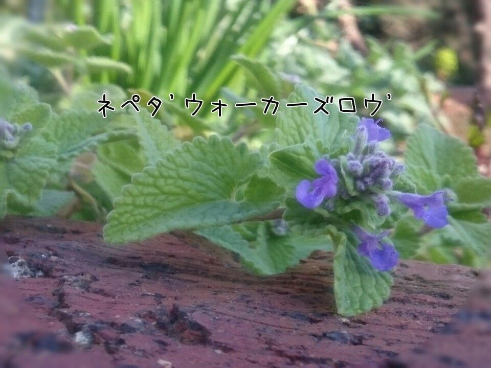 サクランボの実とウォーカーズロウの花