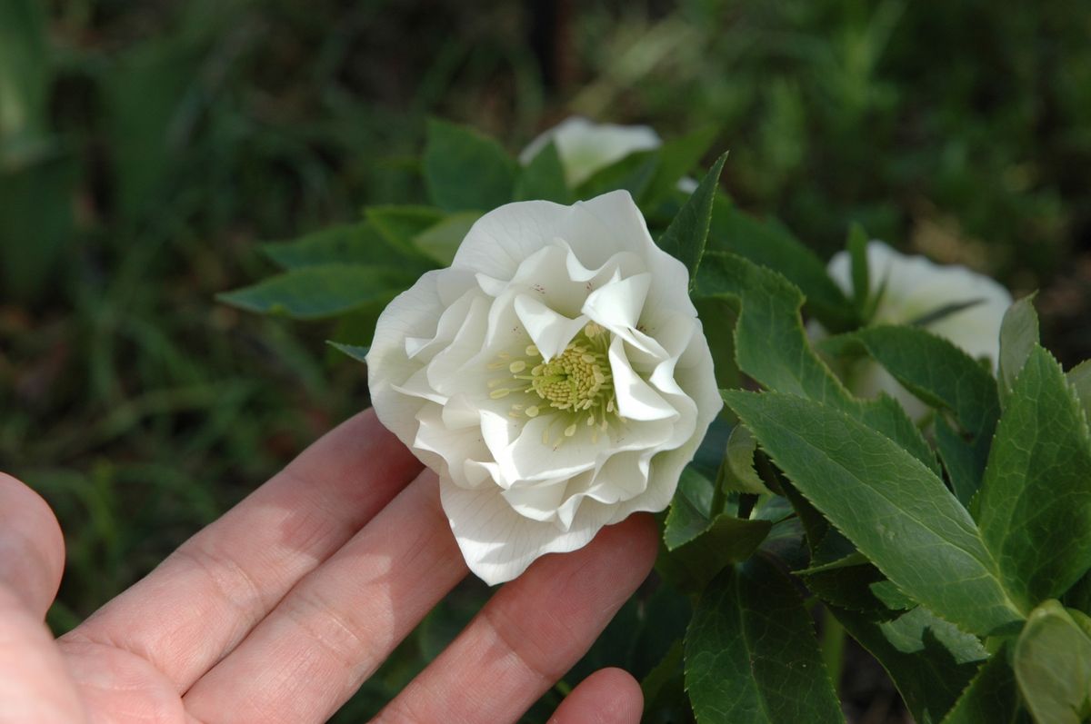 花も咲いていますよ