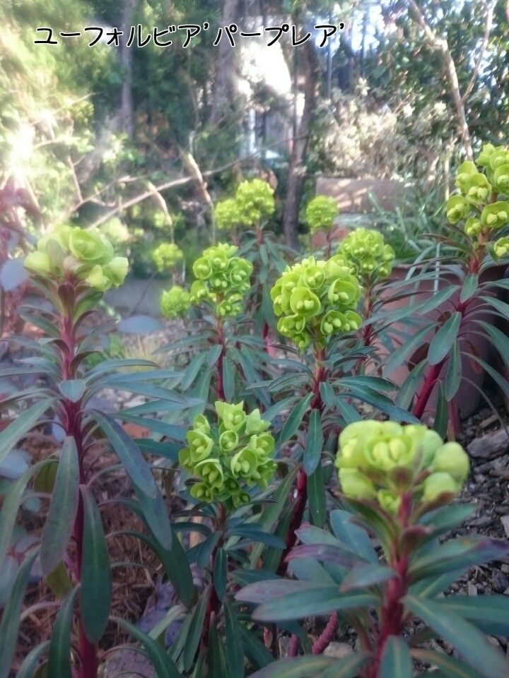 植えて良かったよ♪