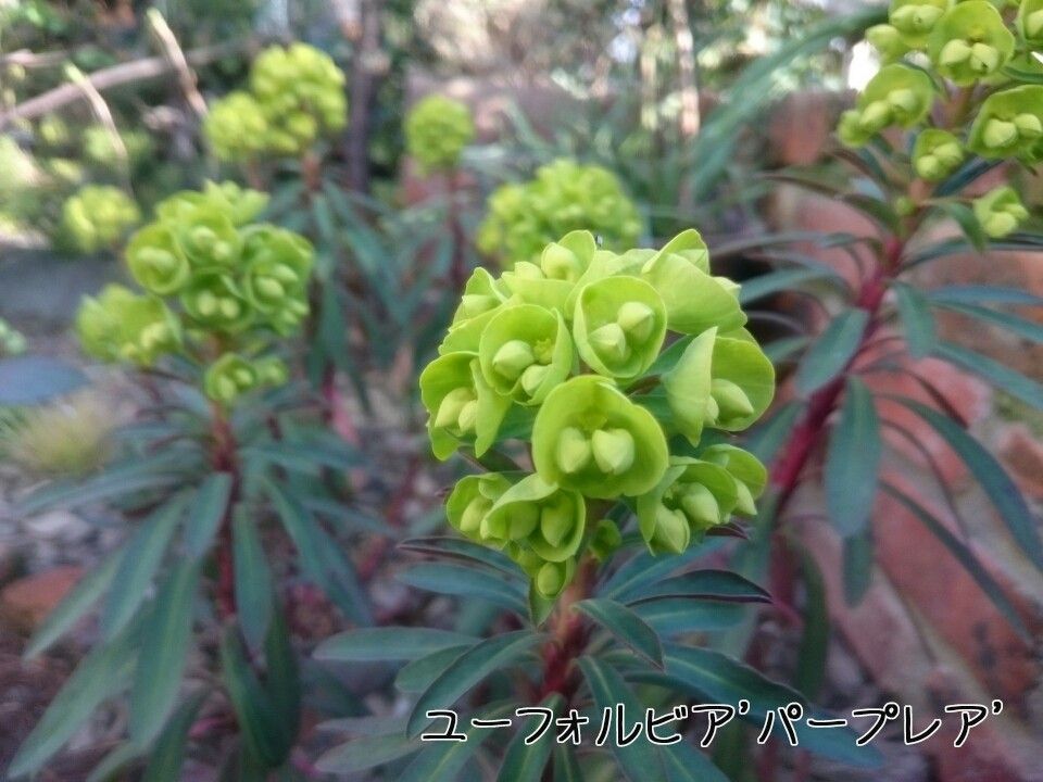 植えて良かったよ♪