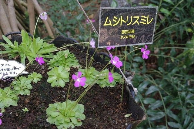 春の大温室は