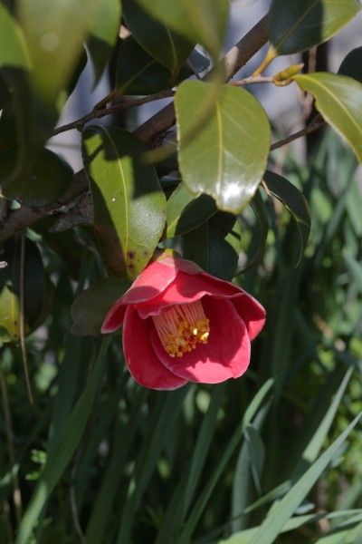 花木は今・その3