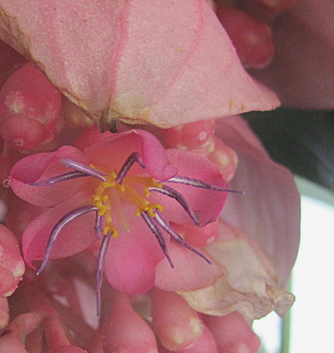 マグニフィカの花一輪