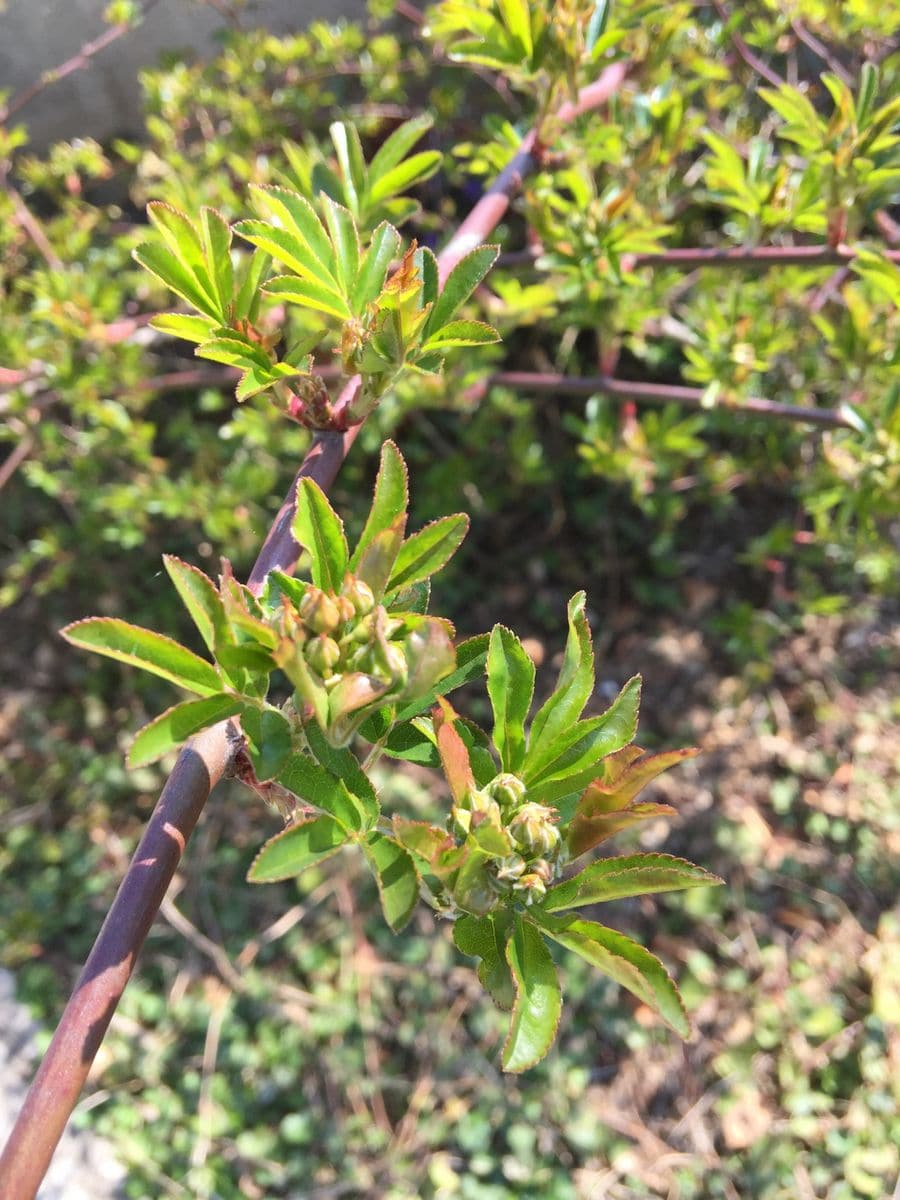 今日の花