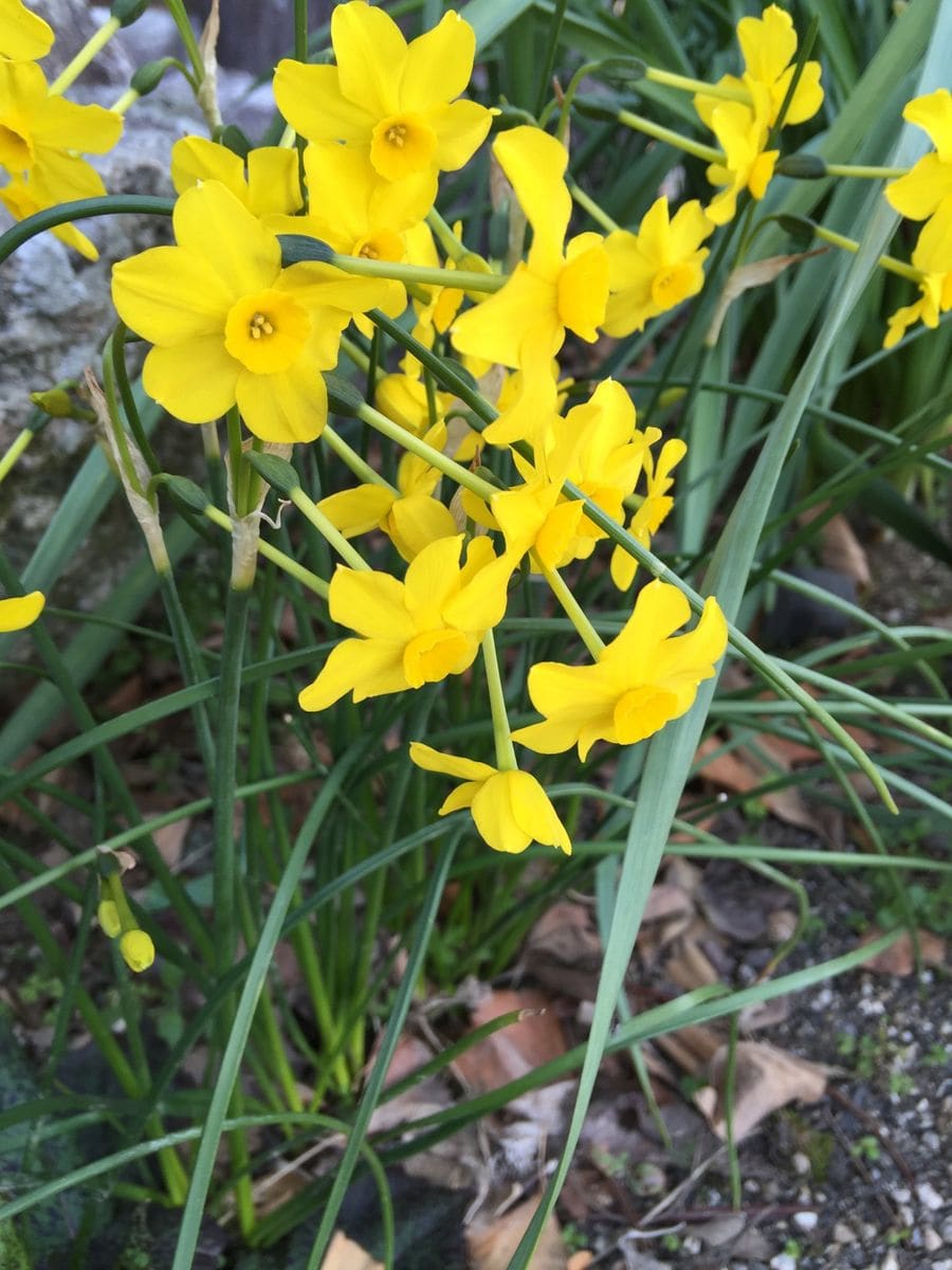 今日の花   2