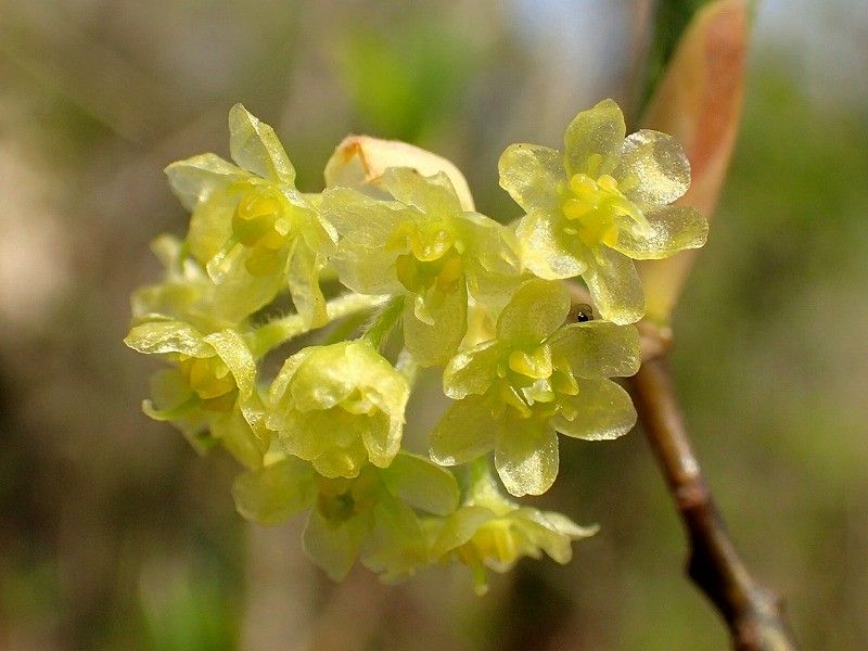 クロモジの花