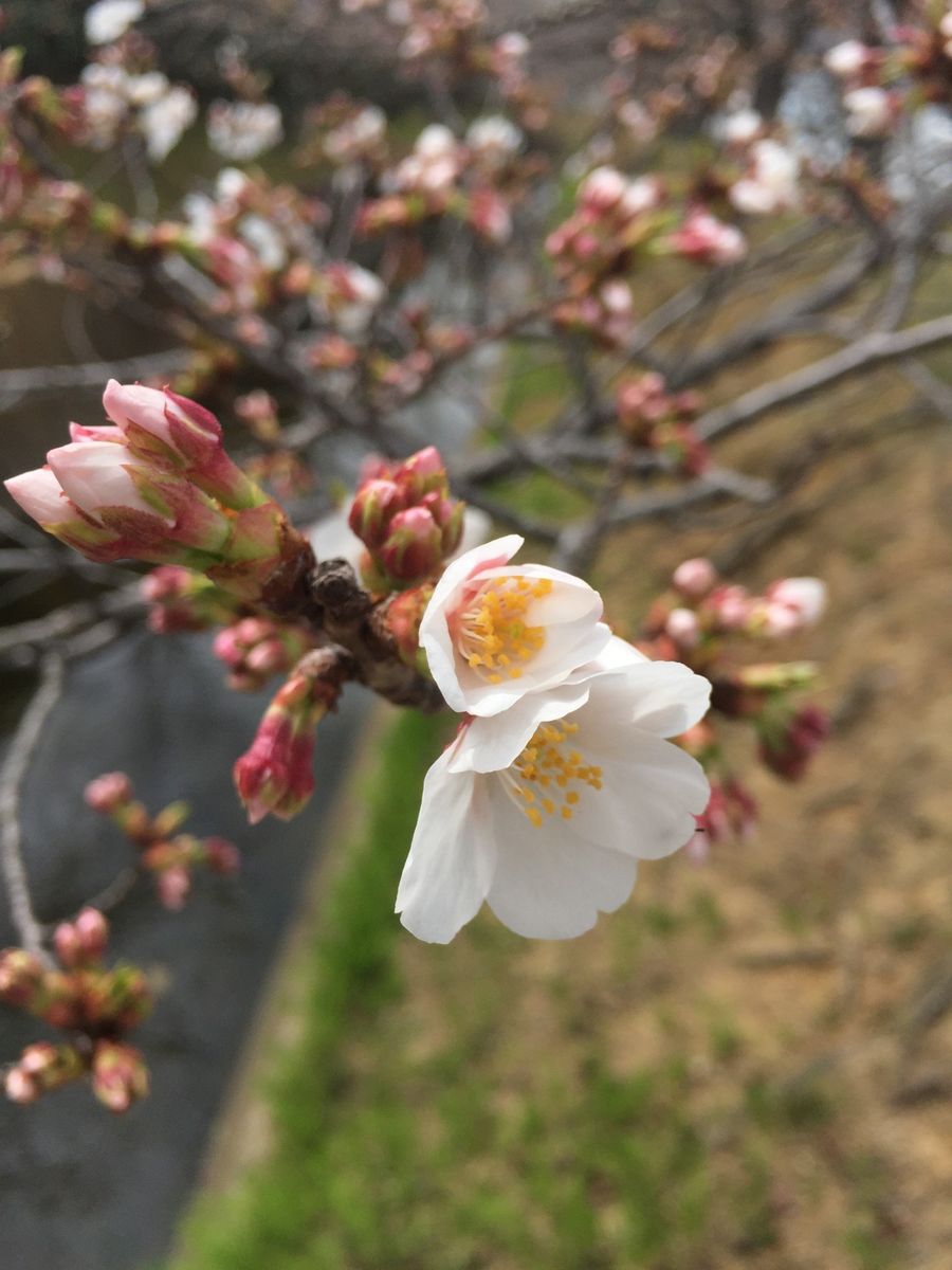 桜・さくら・サクラ