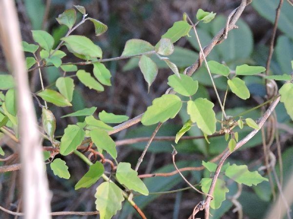 アケビ開花の季節