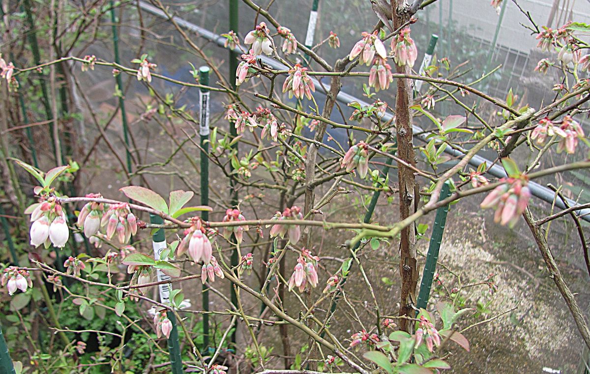 ブルーベリーの花