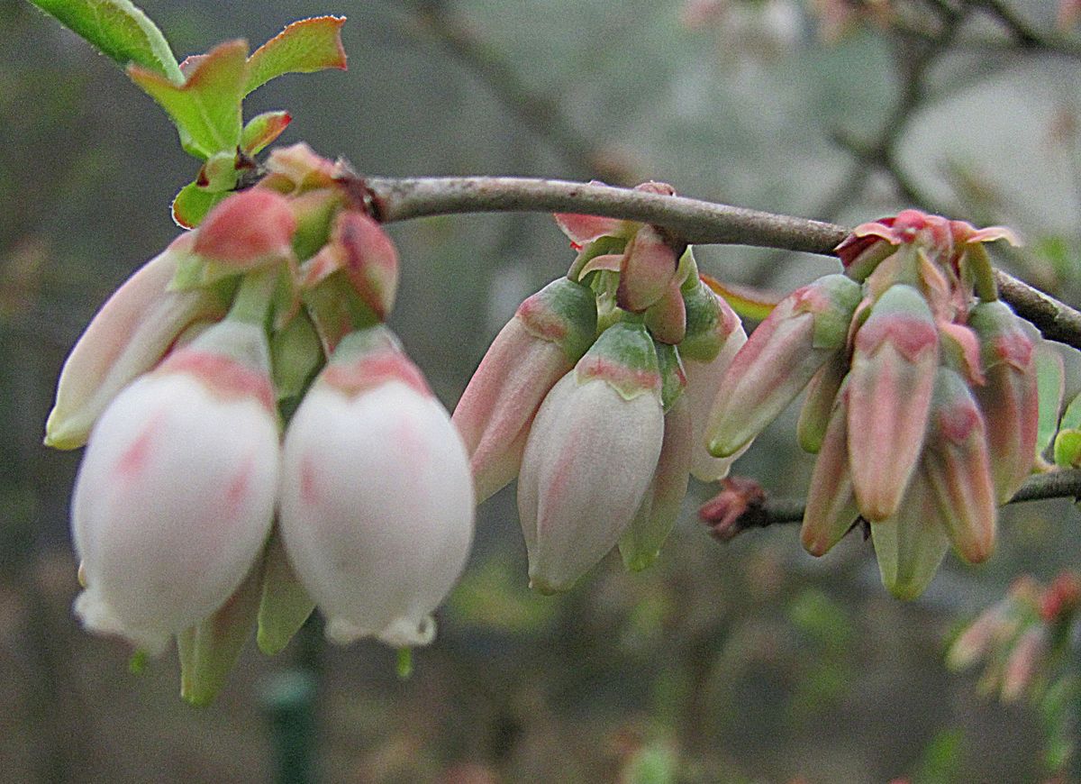 ブルーベリーの花