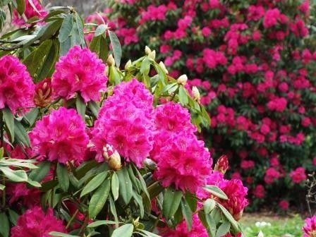 シャクナゲでお花見