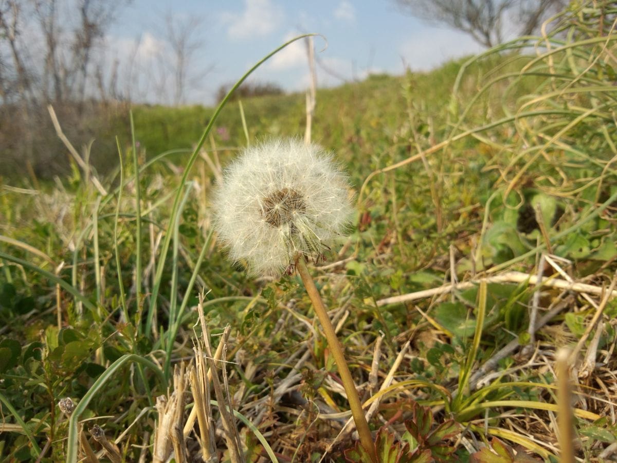 野の花