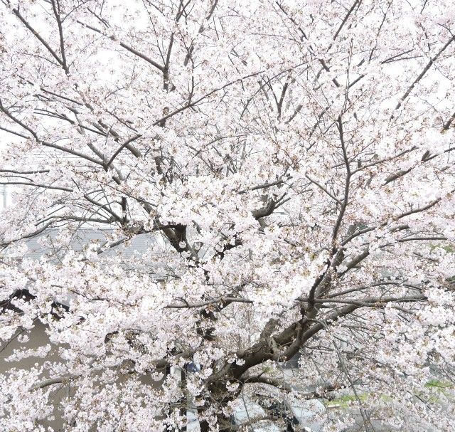 桜