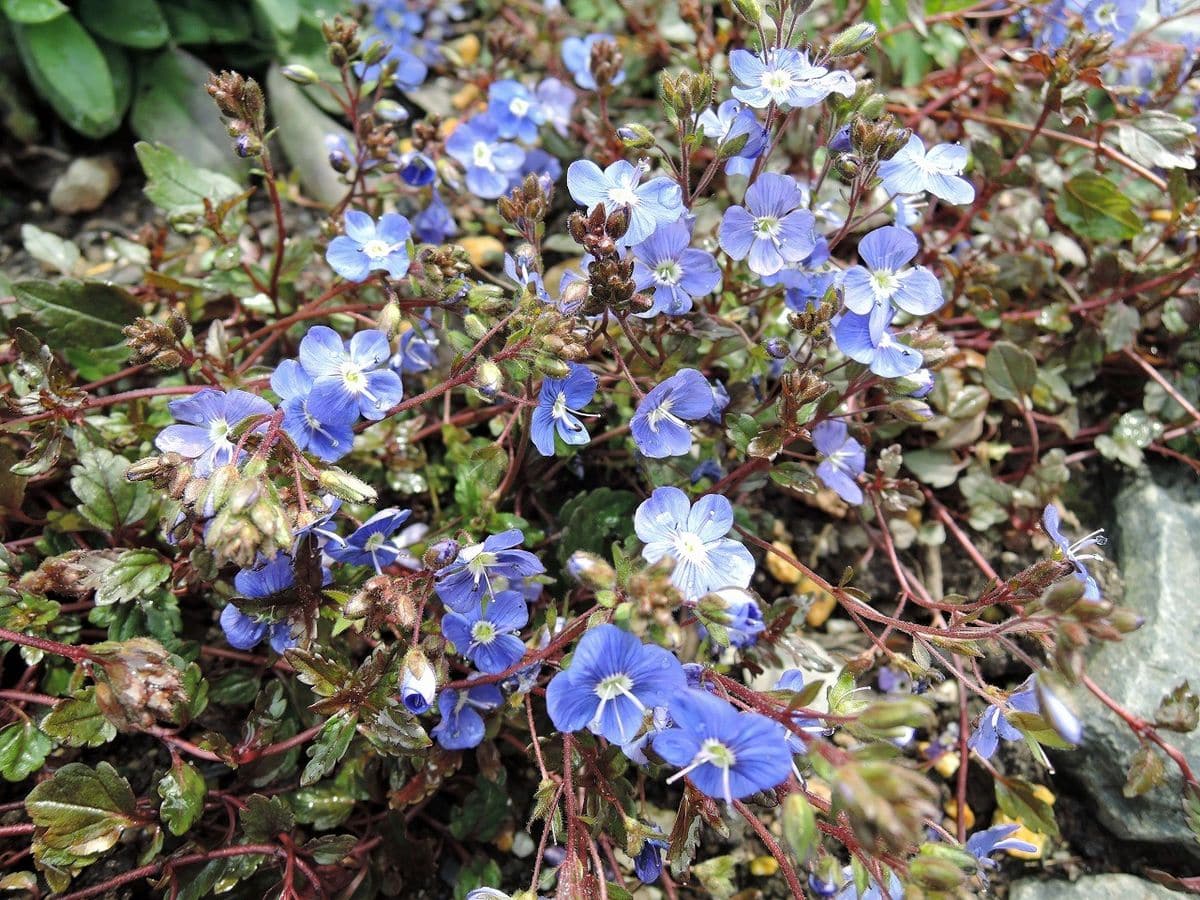 ブルーの小花