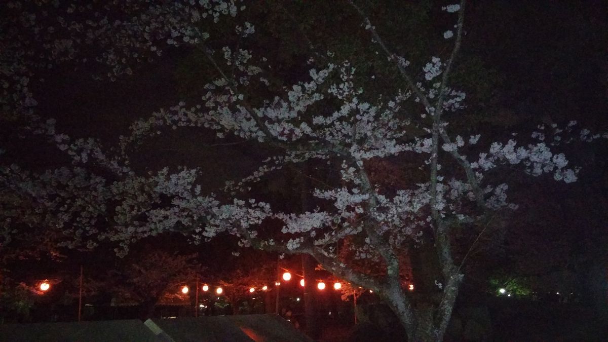 夜桜を見に💕