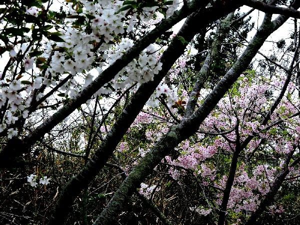 桜見頃に